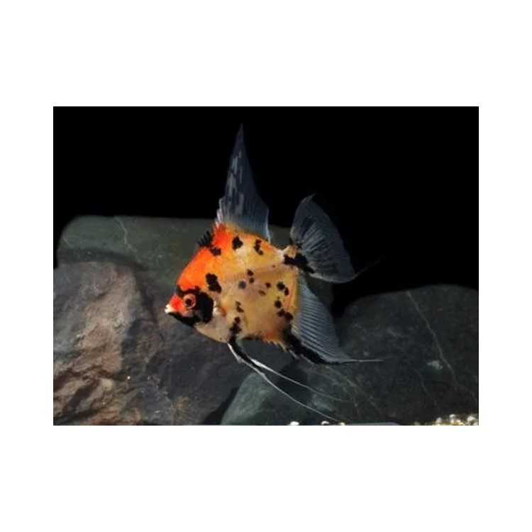 Pterophyllum scalare koi full orange - imagine 4